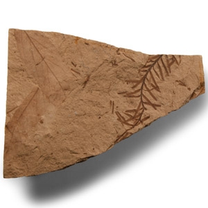 Natural History - Fossil Canadian Fern