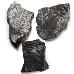 Natural History - Fossil Fern Fragments