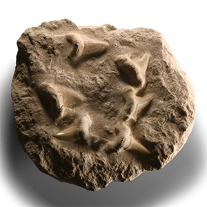 Natural History - Otodus Shark Fossil Tooth Cluster