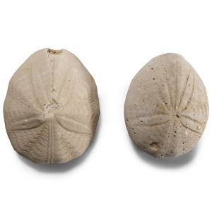 Natural History - Fossil Sea Urchin Pair