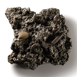 Natural History - Oxynotum Zone Fossil Cluster