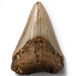 Natural History - Fossil Megalodon Giant Shark Tooth