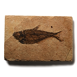 Natural History - Fossil Diplomystus Fish