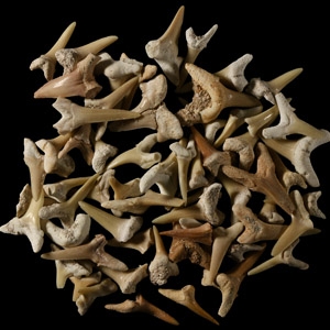 Natural History - Fossil Sand Shark Tooth Collection