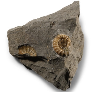 Natural History - British Fossil Ammonite