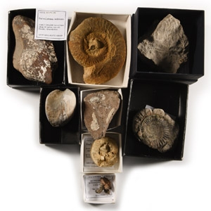 Natural History - British Fossil Collection