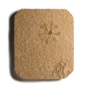 Natural History - Fossil Sinosura Brittlestar