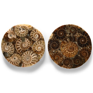 Natural History - Polished Fossil Ammonite Plate Pair