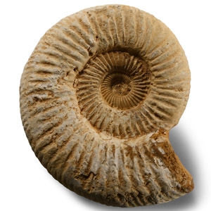 Natural History - Fossil Perisphinctes Ammonite