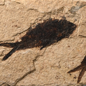 Natural History - Green River Fossil Fish Group