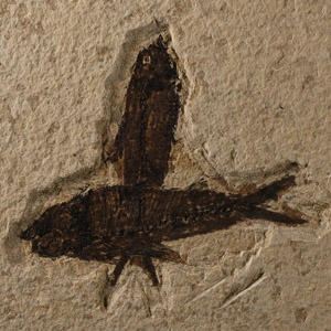 Natural History - Green River Fossil Fish Group