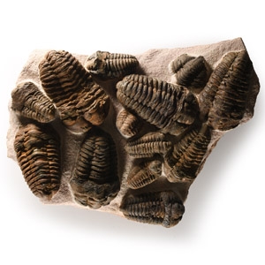 Natural History - Large Flexicalymene Fossil Trilobite Cluster