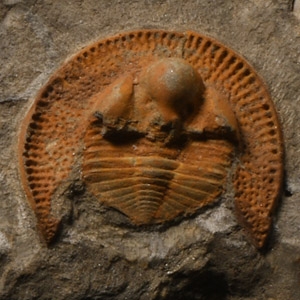 Natural History - Fossil Declivolithus Trilobite