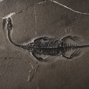 Natural History - Fossil Keichousaurus Marine Reptile Skeleton