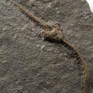 Natural History - Crinoid Fossil Display Plate