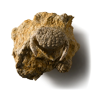 Natural History - Daira Fossil Crab