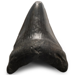 Natural History - Megalodon Giant Shark Fossil Tooth