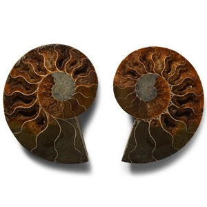 Natural History - Cut and Polished Fossil Ammonite