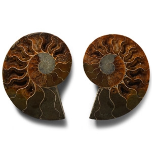 Natural History - Cut and Polished Fossil Ammonite