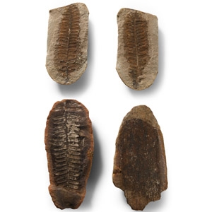 Natural History - Fossil Seed Fern Group