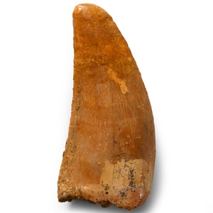 Natural History - Fossil African T-Rex Tooth