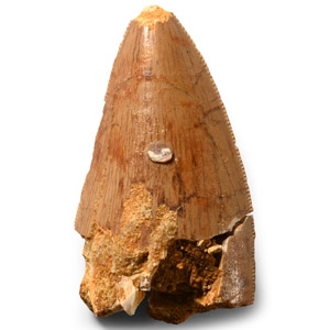 Natural History - Fossil African T-Rex Tooth