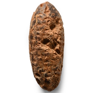 Natural History - Fossil Pine Cone