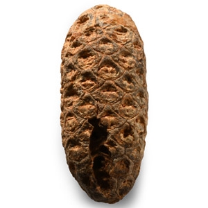 Natural History - Fossil Pine Cone