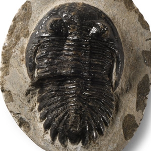 Natural History - Fossil Metcanthina Trilobite