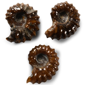 Natural History - Polished Douvilleiceras Fossil Ammonite Group