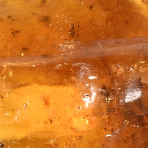 Natural History - Polished Copal with Insects