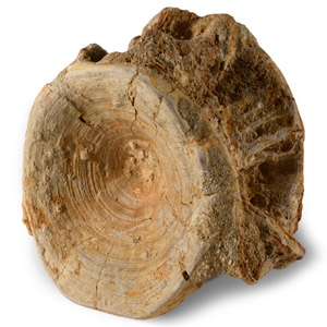 Natural History - Large Fossil Shark Vertebra