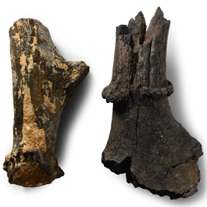 Natural History - Fossil Deer Antler Group