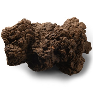 Natural History - Fossil Turtle Coprolite