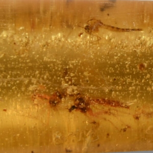 Natural History - Polished Copal with Insects