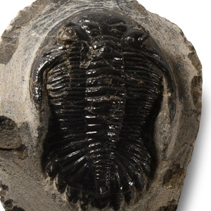 Natural History - Fossil Metcanthina Trilobite