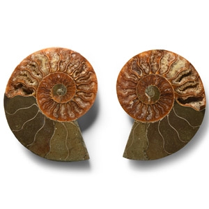 Natural History - Cut and Polished Fossil Ammonite