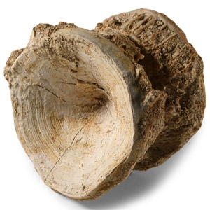 Natural History - Large Fossil Shark Vertebra