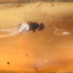 Natural History - Polished Copal with Insects