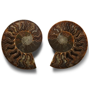 Natural History - Cut and Polished Fossil Ammonite