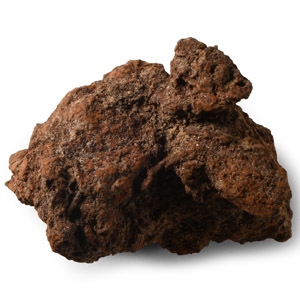 Natural History - Fossil Turtle Coprolite