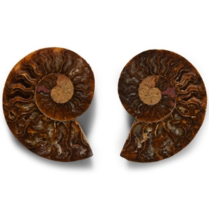 Natural History - Cut and Polished Fossil Ammonite