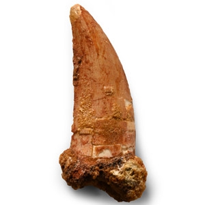 Natural History - Fossil Bahariasaurus Dinosaur Tooth
