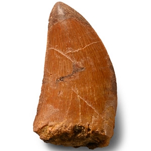 Natural History - Fossil African T-Rex Tooth