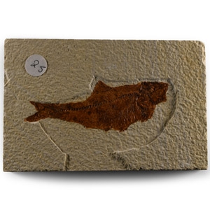Natural History - Fossil Diplomystus Fish