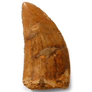 Natural History - Fossil African T-Rex Tooth