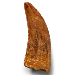 Natural History - Fossil Bahariasaurus Dinosaur Tooth