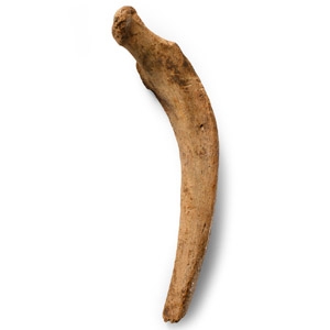 Natural History - Fossil Cave Bear Rib Bone