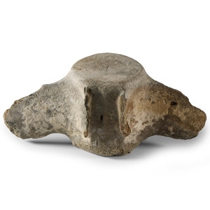 Natural History - Fossil Dolphin Vertebra