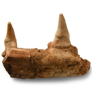 Natural History - Mosasaur Jaw Section